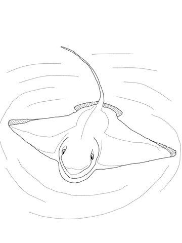 Bat Ray Coloring Page